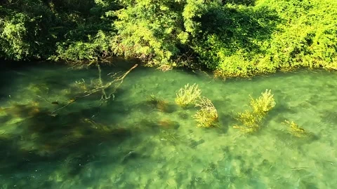 Small stream in the middle of the woods Stock Footage 302384803