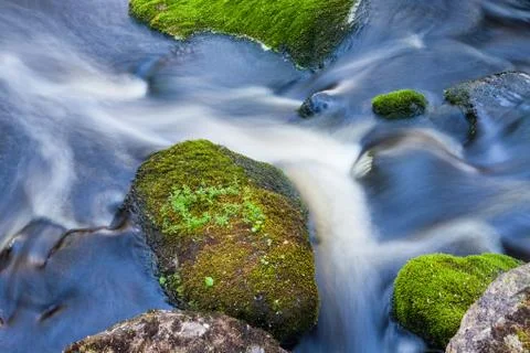 Small stream in mixed forest Stock Photos