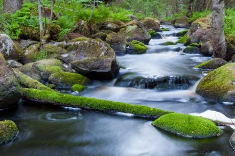 Small stream in mixed forest Stock Photos
