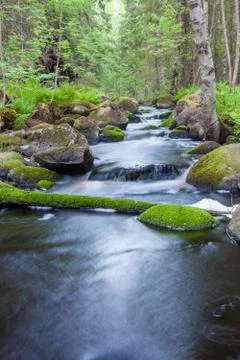 Small stream in mixed forest Stock Photos