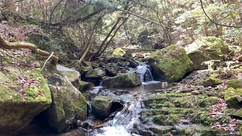 Small stream in the mountain but there is an artificial object ,Yamaguchi, Japan Stock Footage 107785912