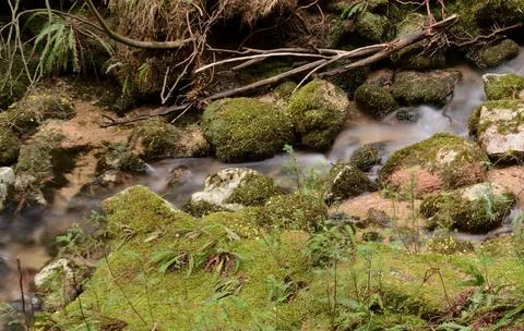 Small stream on a mountain with water motion blur Stock Photos