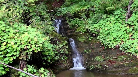 Small stream in the mountains of North Macedonia Stock Footage 217397516