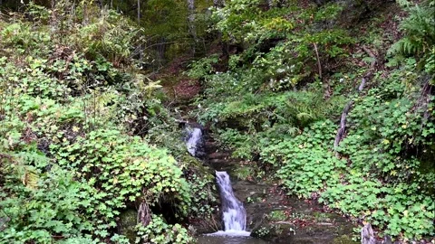 Small stream in the mountains of North Macedonia Stock Footage 217397989