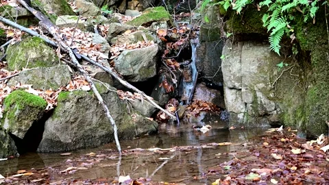 Small stream in the mountains of North Macedonia Stock Footage 228685146