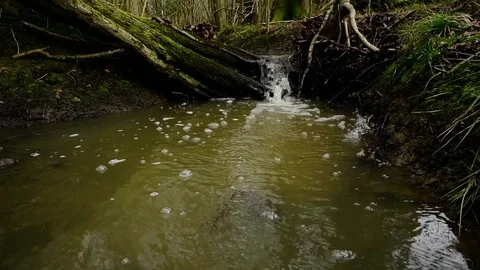 Small stream. Natural forest environment. Stock Footage 124166639