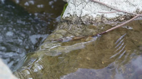 Small stream over flat rocks 動画素材 37686218