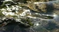 A small stream in a park HD Footage