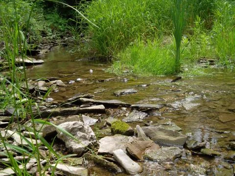 Small stream Stock Photos