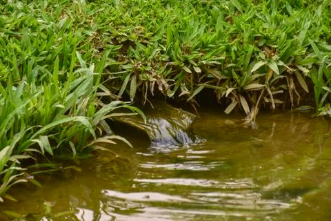 A small stream Stock Photos