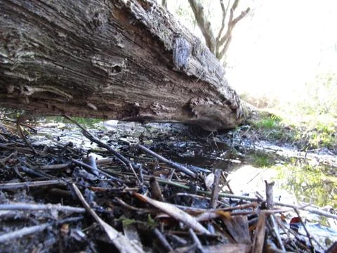 Small stream Stock Photos