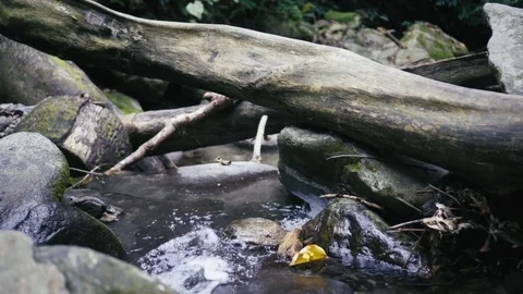 Small stream in the rainforest Video stock 82177224