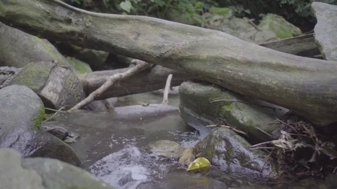 Small stream in the rainforest slog2 Video stock 82447571