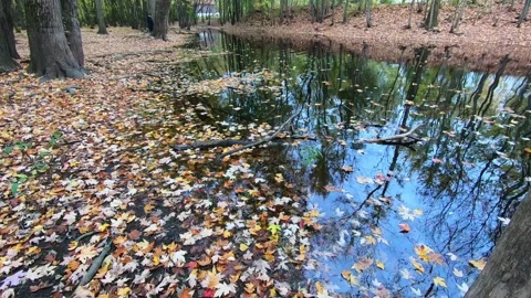 Small stream with the reflection of a bare tree and a blue sky, in autumn Video stock 167668154