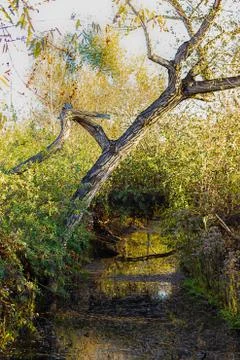 Small stream reflectiong the sky covered with shrubbery branches Stock Photos