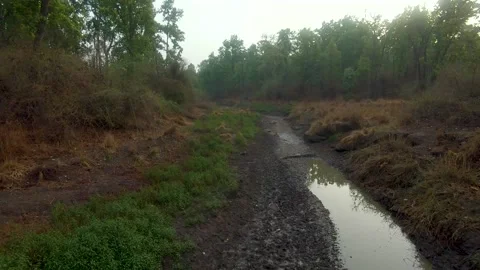 A small stream of river Stock Footage 205072676