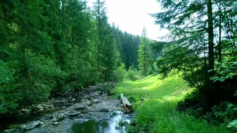 Small stream river in green wood, nature view Stock Footage 288468704