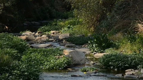 Small stream with rocks and green vegetation Stock Footage 95246534
