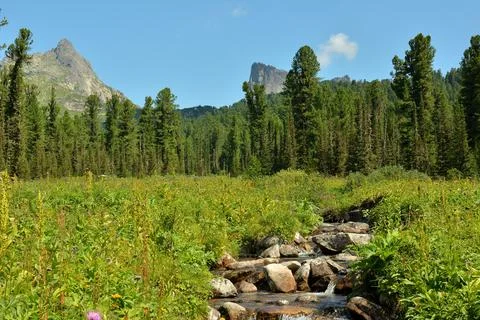 A small stream with a rocky bed flows down from the mountains through a wid.. Stock Photos