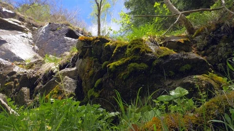 A small stream running down a mountainside in a forest. 動画素材 108847405