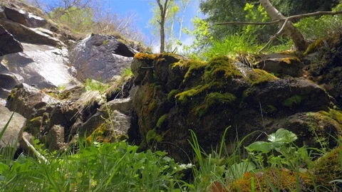 A small stream running down a mountainside in a forest. Stock Footage 108847452