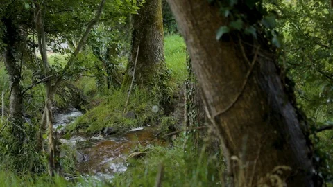 Small stream running through a forest 스톡 동영상 118846625