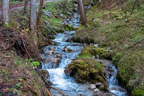Small stream running through a forest in Karwanks in Carinthia, Austria. Su.. Stock Photos