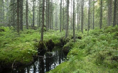 Small stream running through an iyllic untouched forest in sweden Foto stock