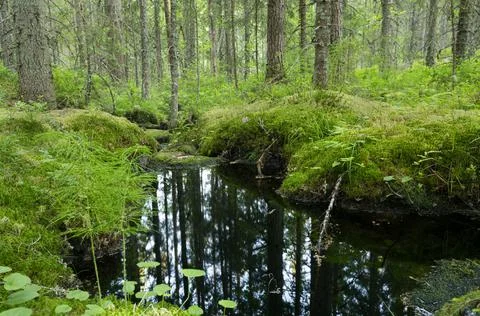 Small stream running through an iyllic untouched forest in sweden Stock Photos