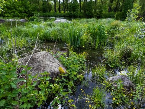 A small stream running through a lush green forest filled with tall grass and Stock Photos