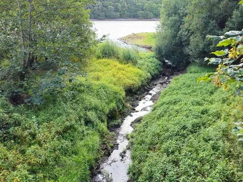 Small Stream Running Through Lush Green Vegetation Near Reservoir Stock Photos