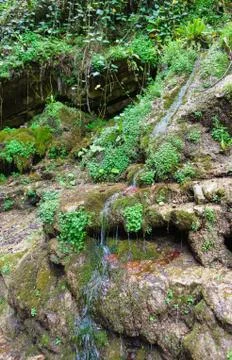 A small stream runs down the rock. On stone ledges grows saxifrage cymbal (la Stock Photos