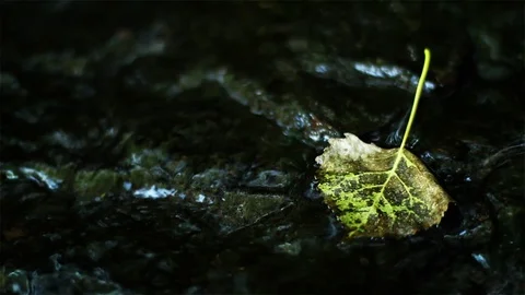 Small stream runs over a beautiful fall leaf hanging on a rock Stock Footage 99118167