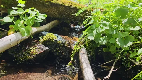 Small stream runs through foliage and rocks Stock Footage 248097295