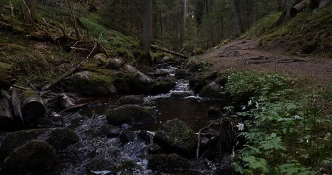 Small stream in Scandinavian forest Video stock 129851983