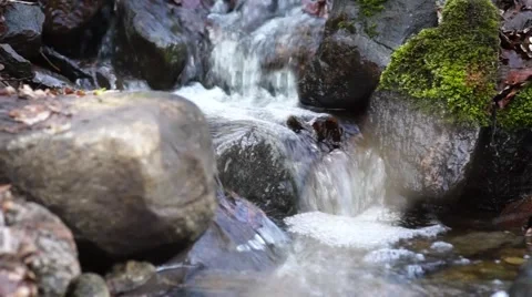Small stream in scandinavian spring Stock Footage 48910728