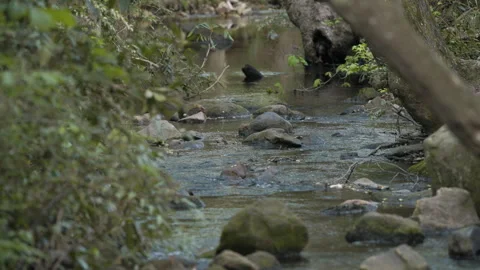 Small Stream in Slow Motion at Park in South Carolina Video stock 277753869