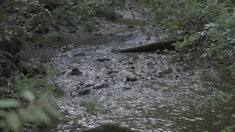 Small Stream in Slow Motion at Park in South Carolina Vídeos de archivo 277754060