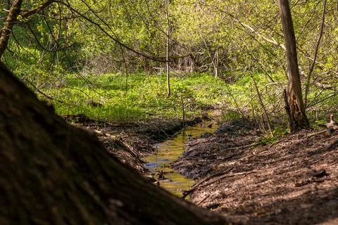 Small stream in spring forest. Atmosphere of springtime, first greenery Stock Photos