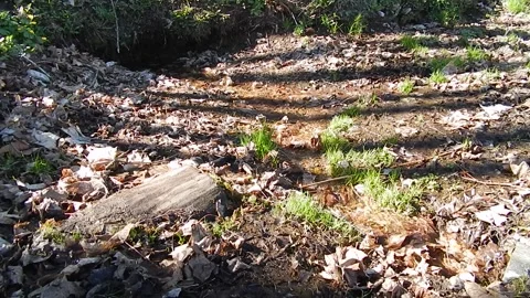 A small stream in the spring forest flows in a clearing. Stock Footage 309000860