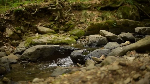 A small stream in a summer forest. Stock Footage 92640306