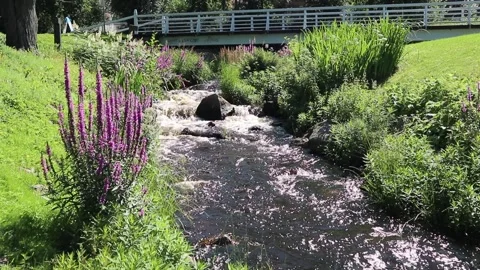 Small stream in sunny public park, Oulu Finland Stock Footage 280976406