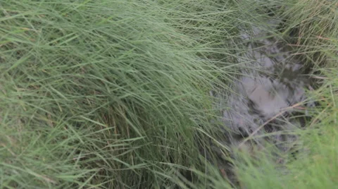 Small stream surrounded by grass Stock Footage 48944920