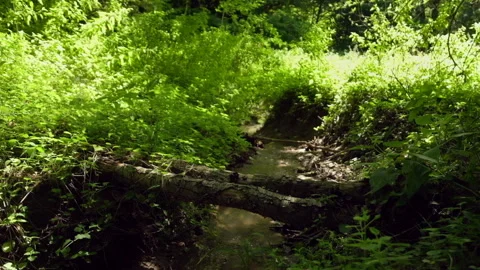 Small stream surrounded by lush greenery with fallen log above. Quality audio Stock Footage 139074611