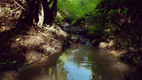 Small stream surrounded by lush greenery. High quality audio recording of water Stock Footage 139179317