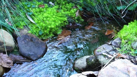 A small stream surrounded by lush vegetation. Stock Footage 119706443