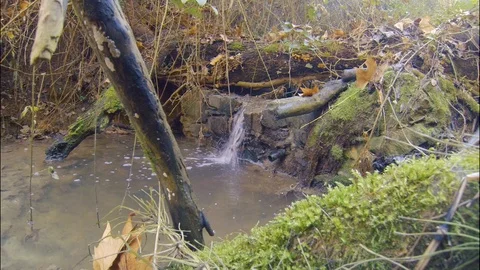 Small stream surrounded by moss in a weat winter day with very humidity weater  Stock Footage 103286173