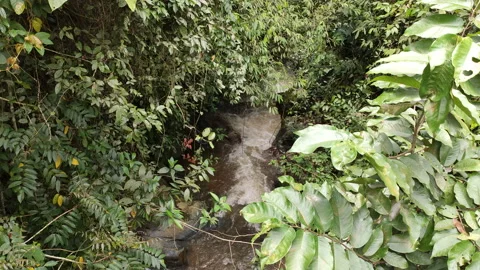 Small stream surrounded by natural vegetation in Andean forest 库存影片 142975396