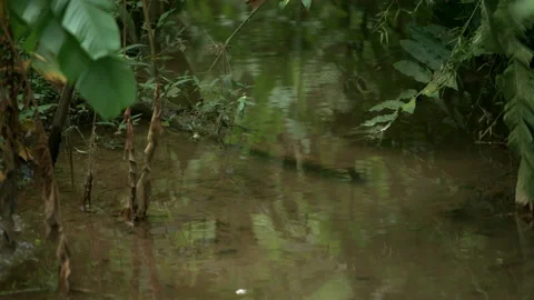 Small stream to the surrounding trees and vegetation in the rainforest. Stock Footage 161729145