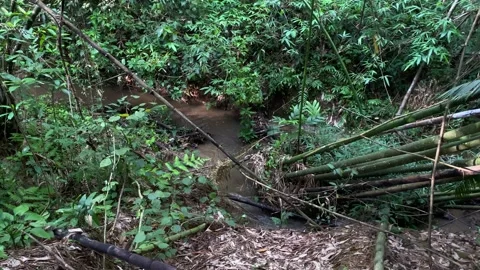 Small Stream Through Bamboo Grove and Dense Forest Stock Footage 341027756